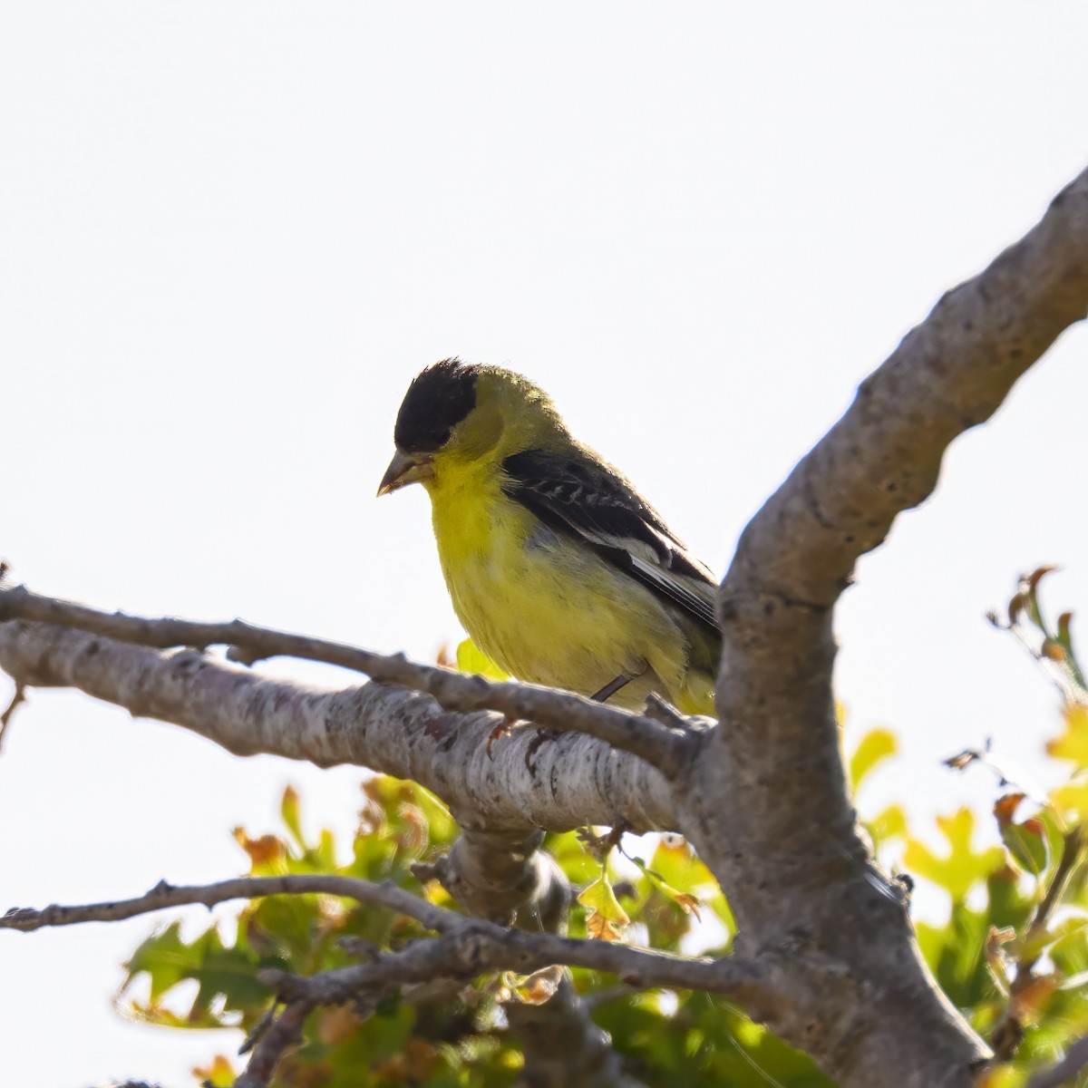 Lesser Goldfinch - Mike Gifford