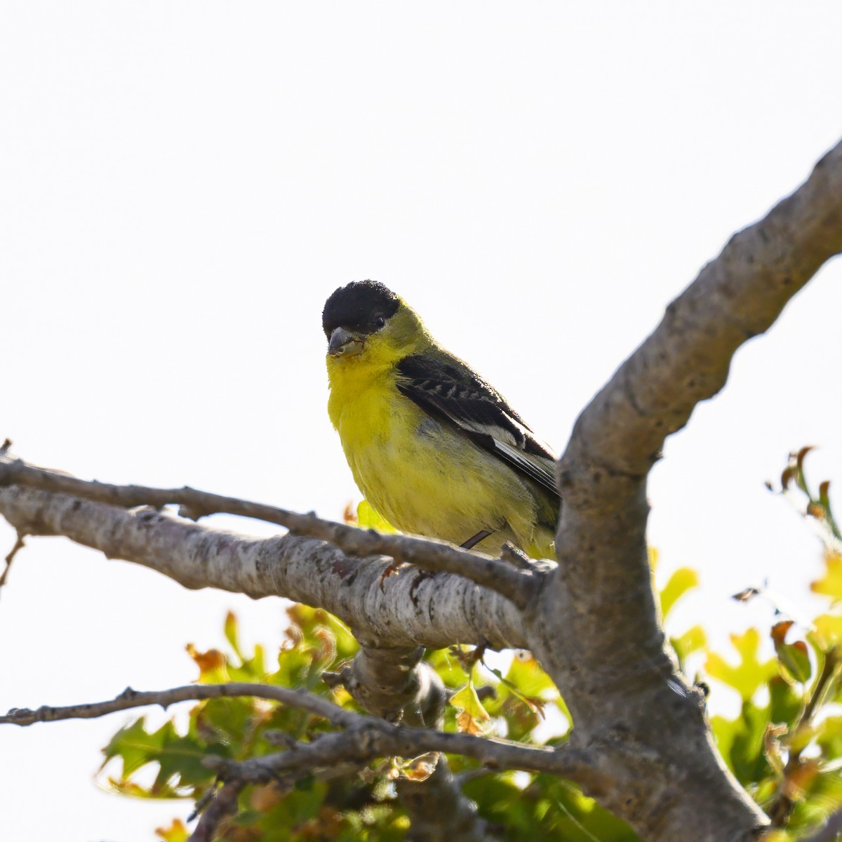 Lesser Goldfinch - Mike Gifford