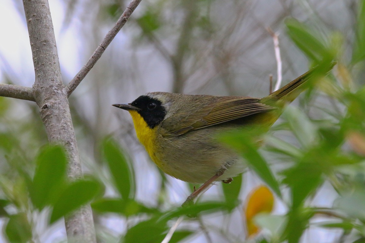 Common Yellowthroat - Devin Griffiths