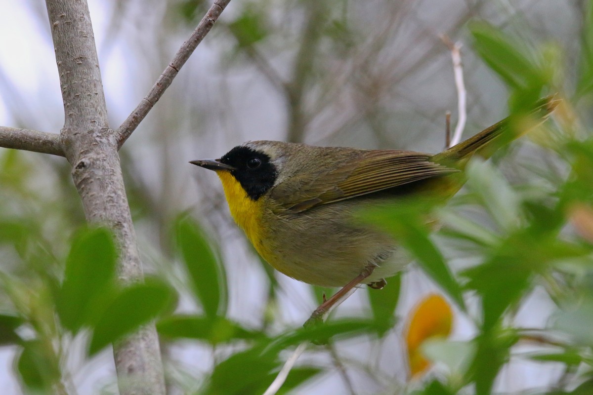Common Yellowthroat - Devin Griffiths