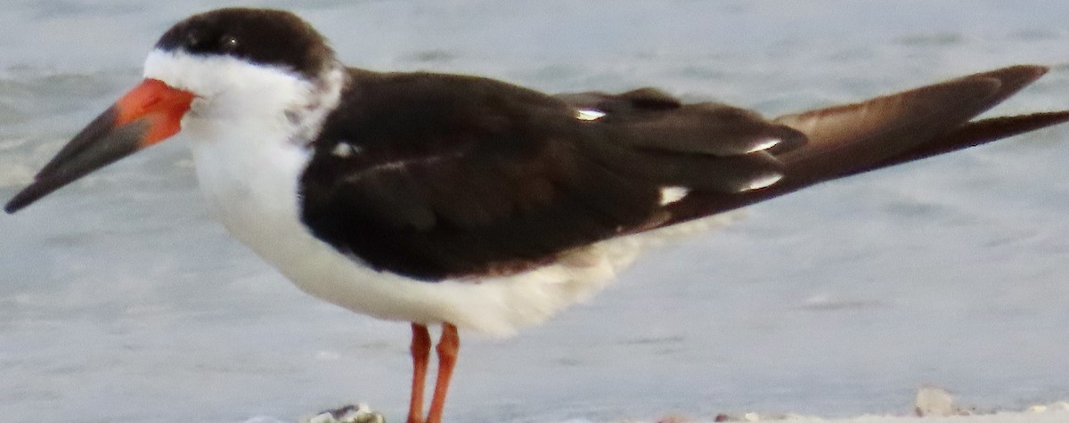 Black Skimmer - Mark Domincovich