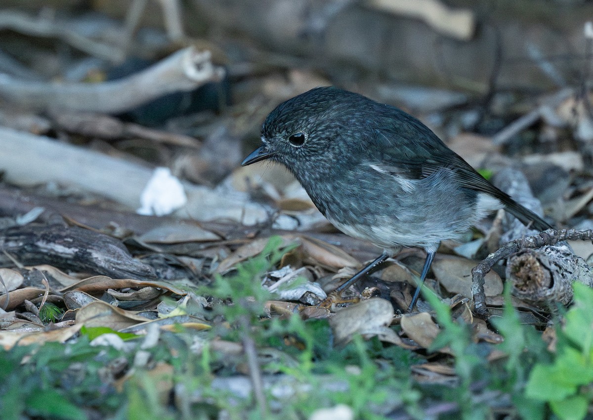 North Island Robin - Miguel  Mejias