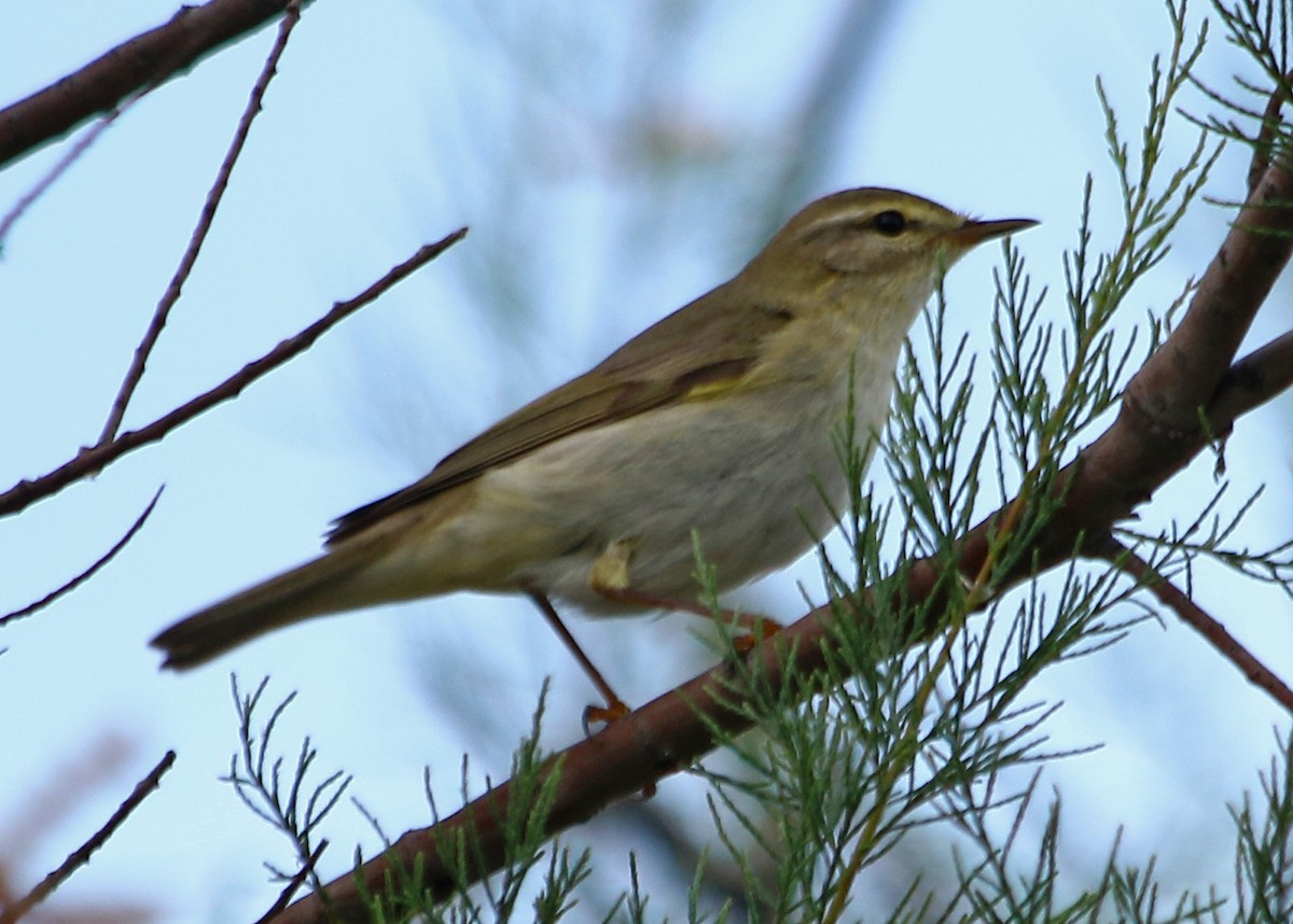 Phylloscopus sp. - ML619564519