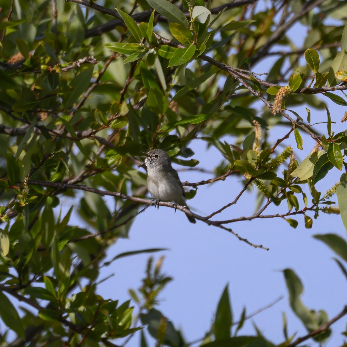 Bell's Vireo - Mike Gifford