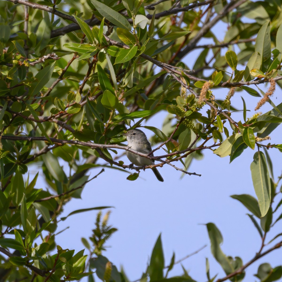 Bell's Vireo - Mike Gifford