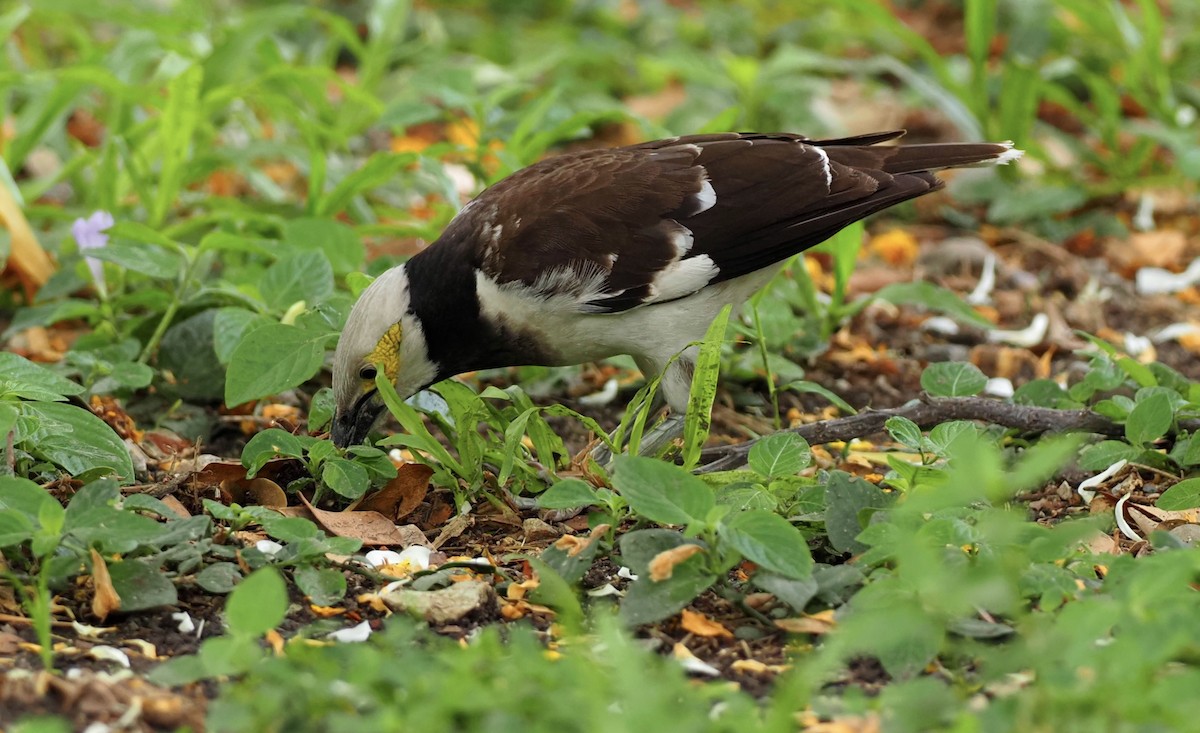 Black-collared Starling - 芳色 林