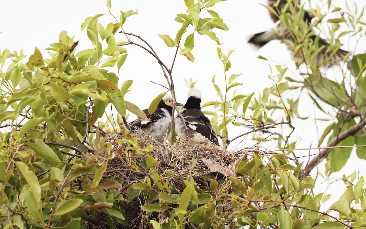 Black-collared Starling - 芳色 林