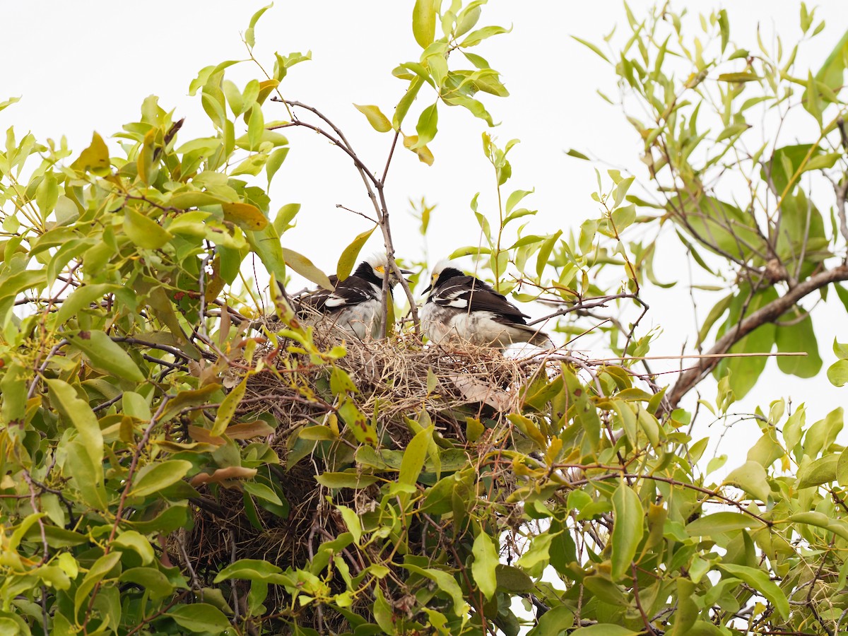 Black-collared Starling - 芳色 林