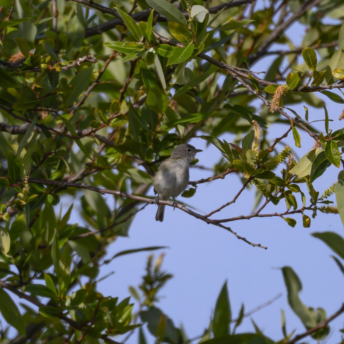 Bell's Vireo - Mike Gifford