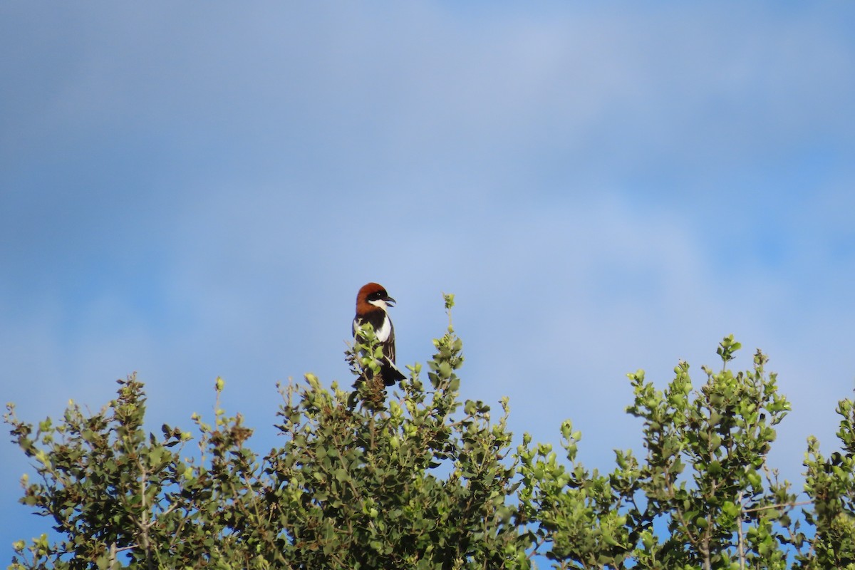 Woodchat Shrike (Western) - ML619564532