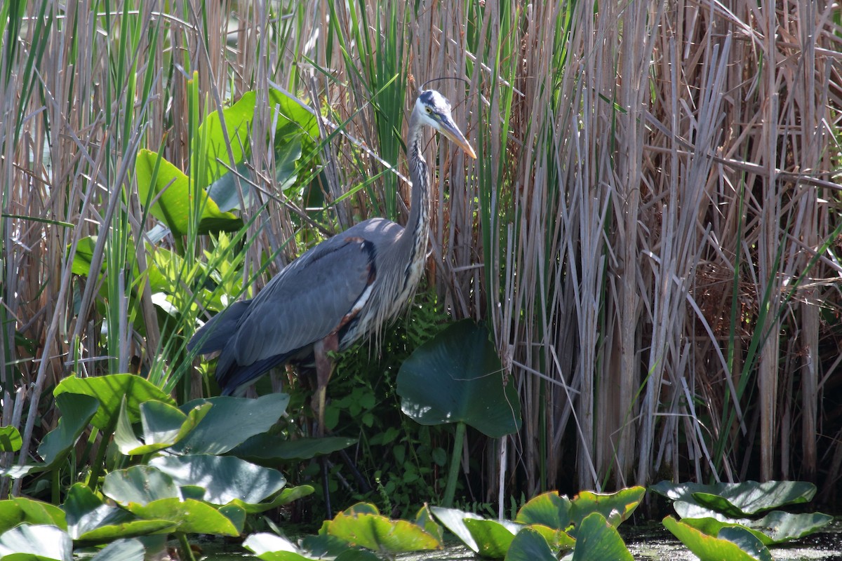 Great Blue Heron - ML619564536