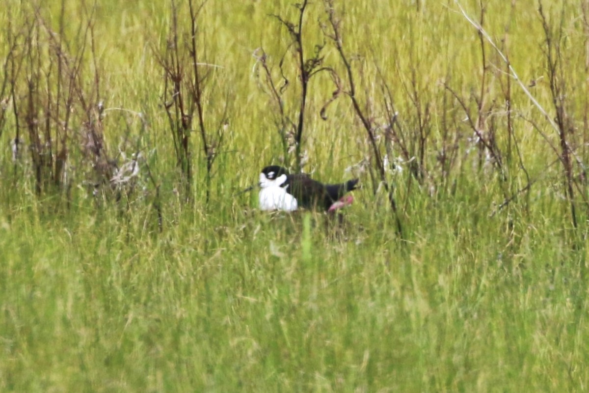 Black-necked Stilt - ML619564537