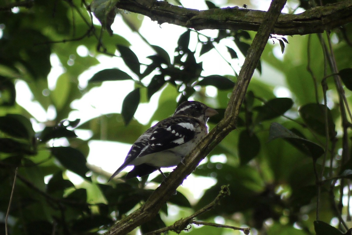 Rose-breasted Grosbeak - Brenda Sánchez