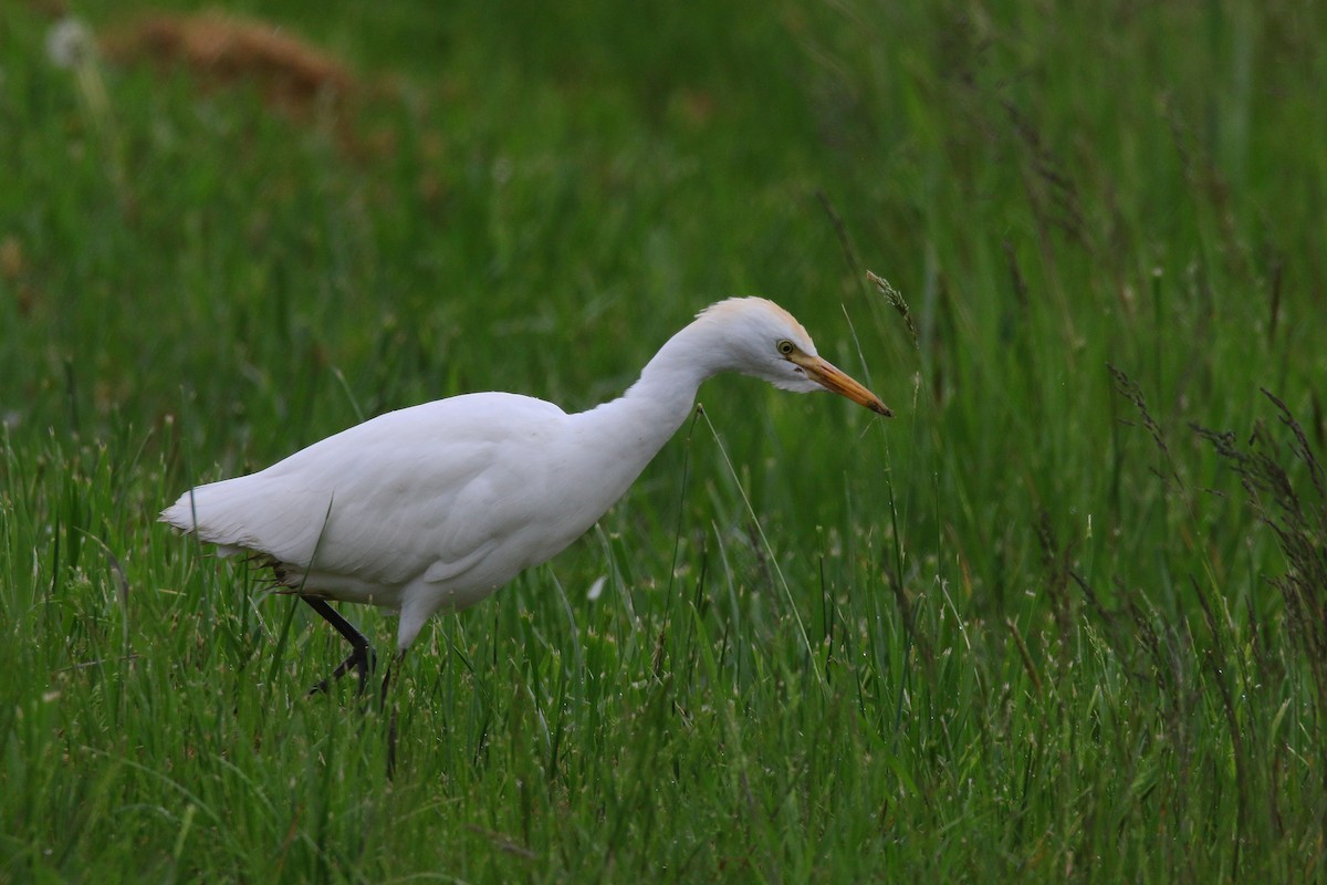 Western Cattle Egret - Devin Griffiths