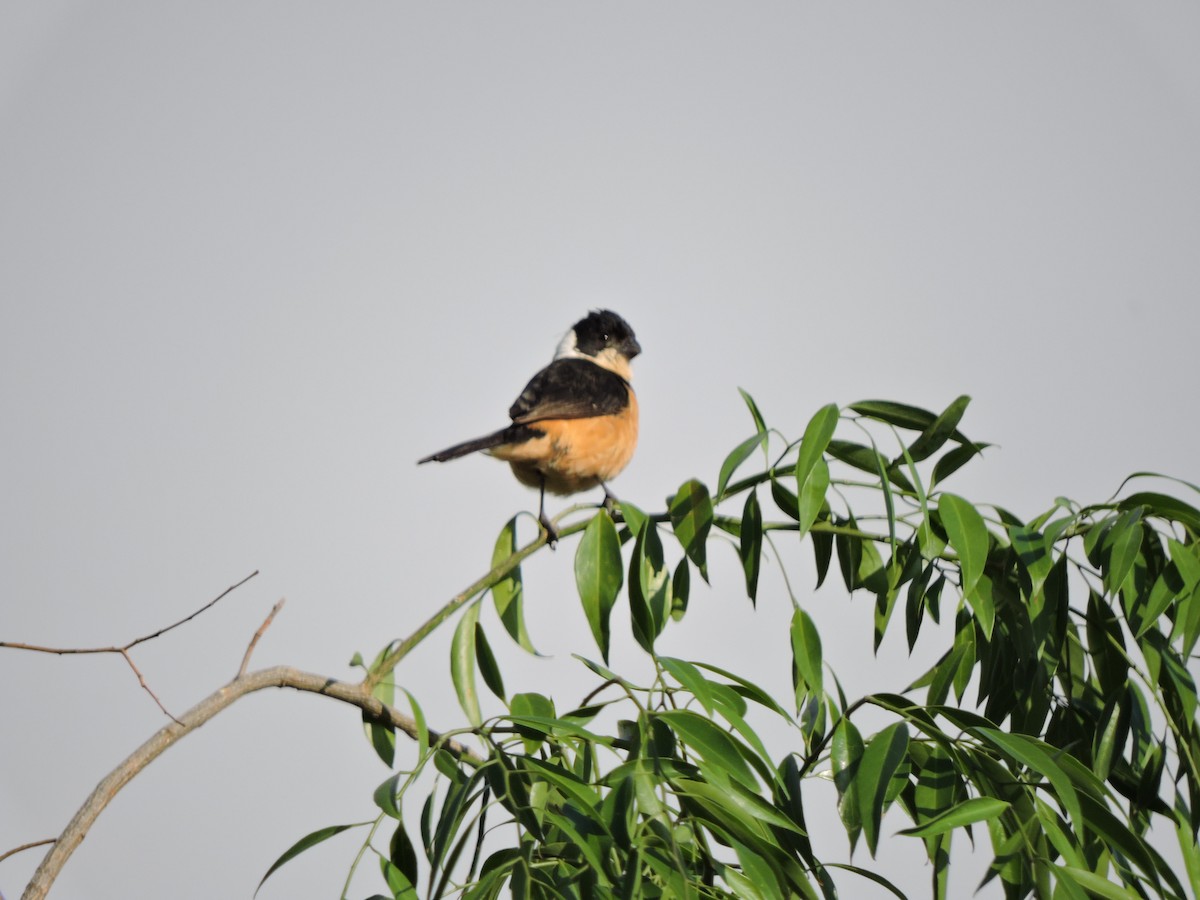 Cinnamon-rumped Seedeater - Francisco J. Muñoz Nolasco