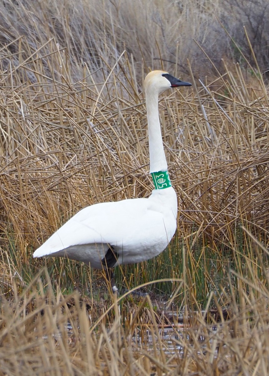 Trumpeter Swan - Dick Cartwright