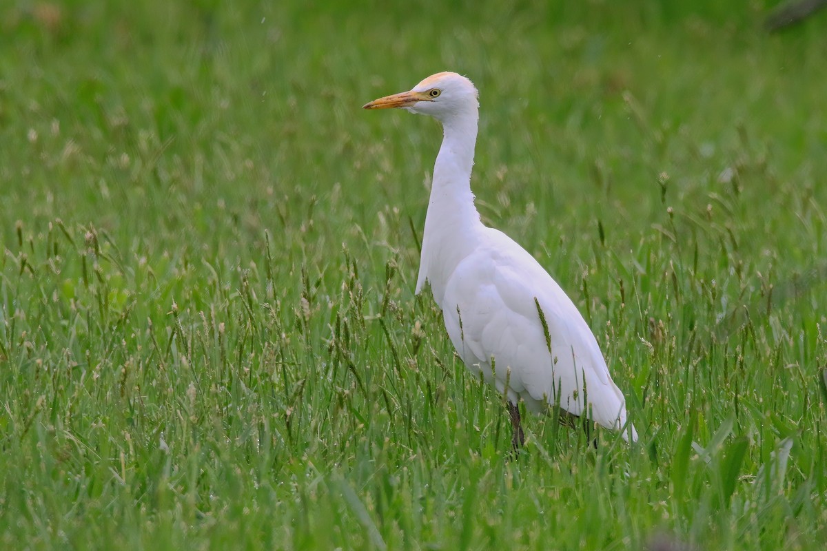 Western Cattle Egret - ML619564553