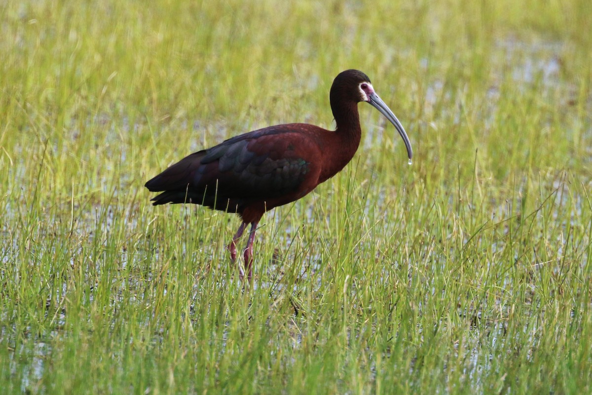 White-faced Ibis - Don Weidl