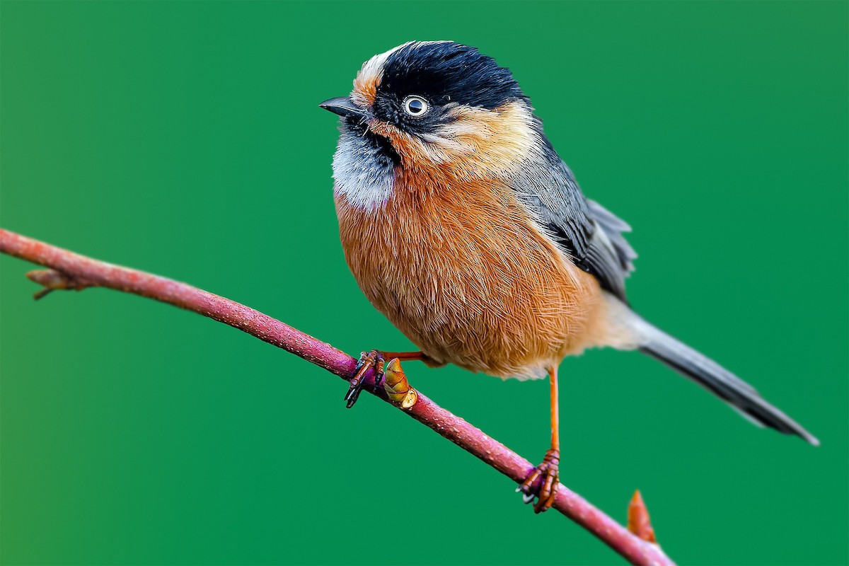 Black-browed Tit - Rahul Chakraborty