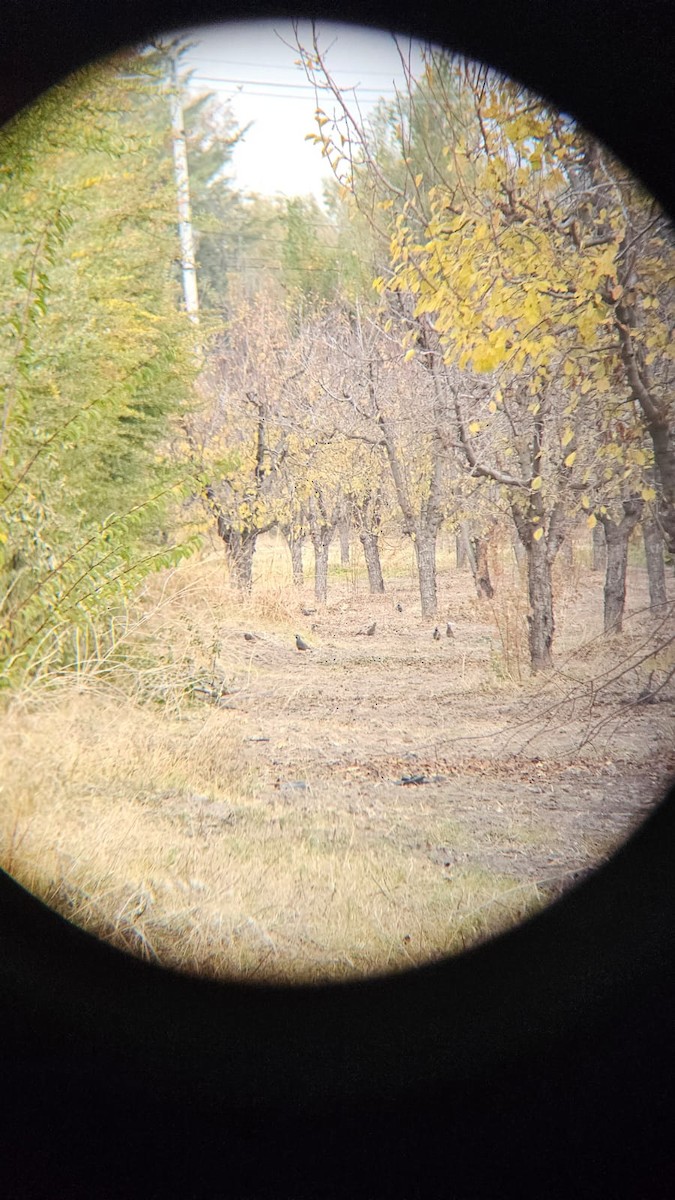 California Quail - ML619564567