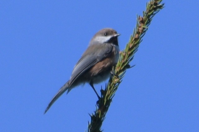 Boreal Chickadee - Alan and Debbie Dickinson