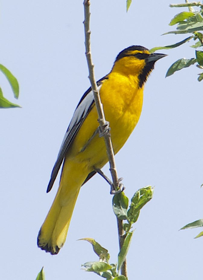 Bullock's Oriole - Dave Trochlell