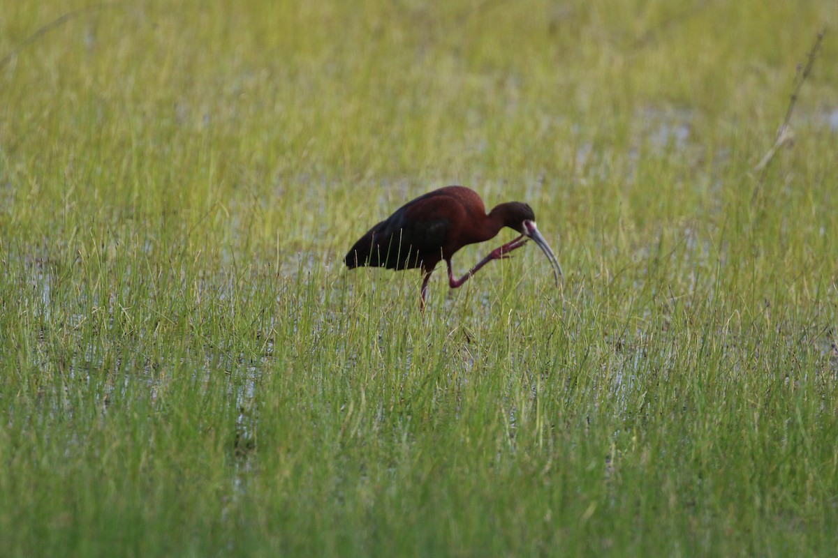 ibis americký - ML619564583