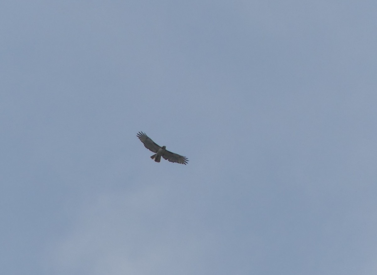 Red-tailed Hawk - Chris Davis