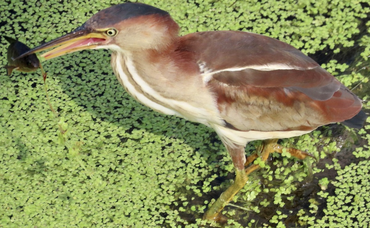 Least Bittern - Mark Domincovich