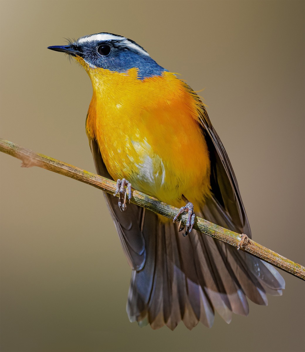 White-browed Bush-Robin - Rahul Chakraborty