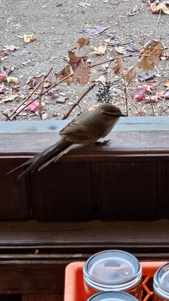 Plain-mantled Tit-Spinetail - Rafael Romagna