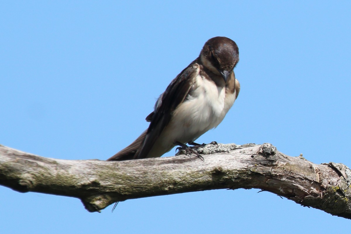 Northern Rough-winged Swallow - Bert Richards