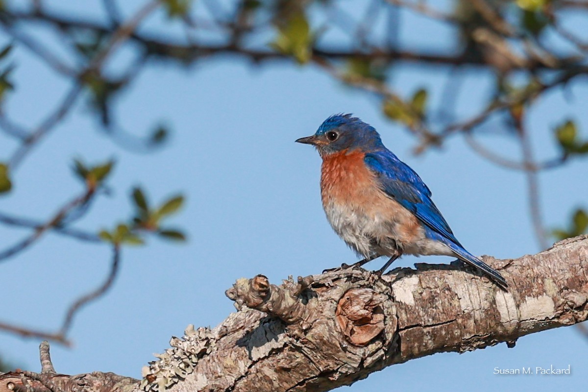 Eastern Bluebird - Susan Packard