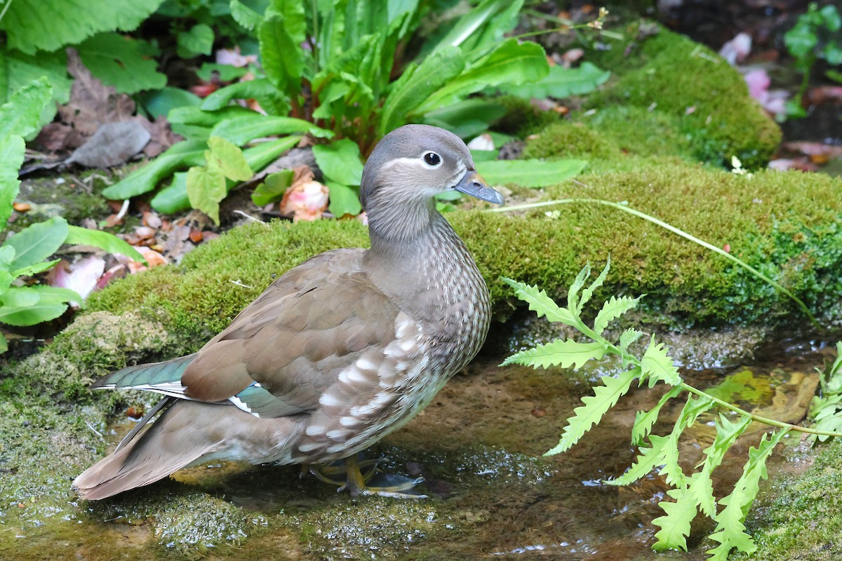 Mandarin Duck - Anonymous