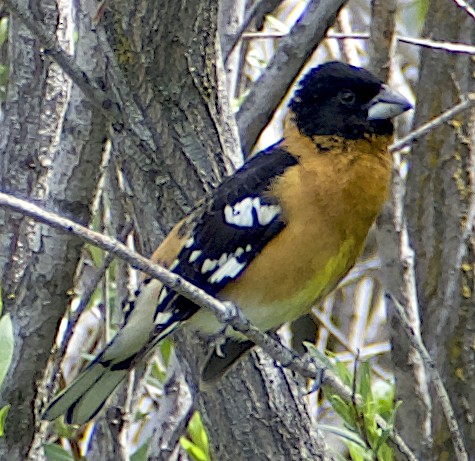 Black-headed Grosbeak - Dave Trochlell