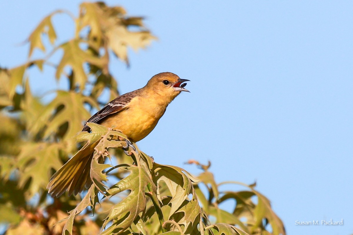 Orchard Oriole - ML619564606