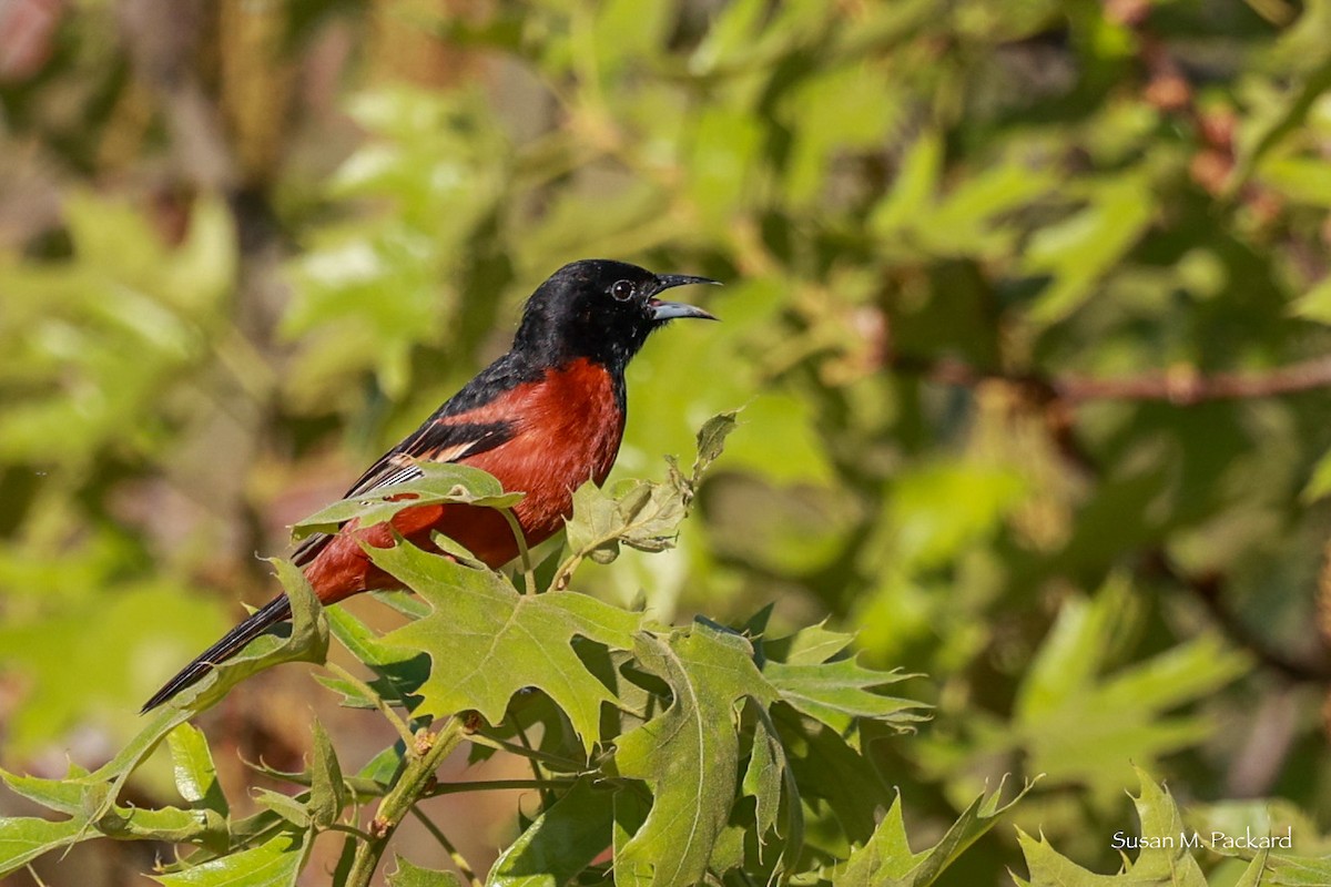 Orchard Oriole - Susan Packard