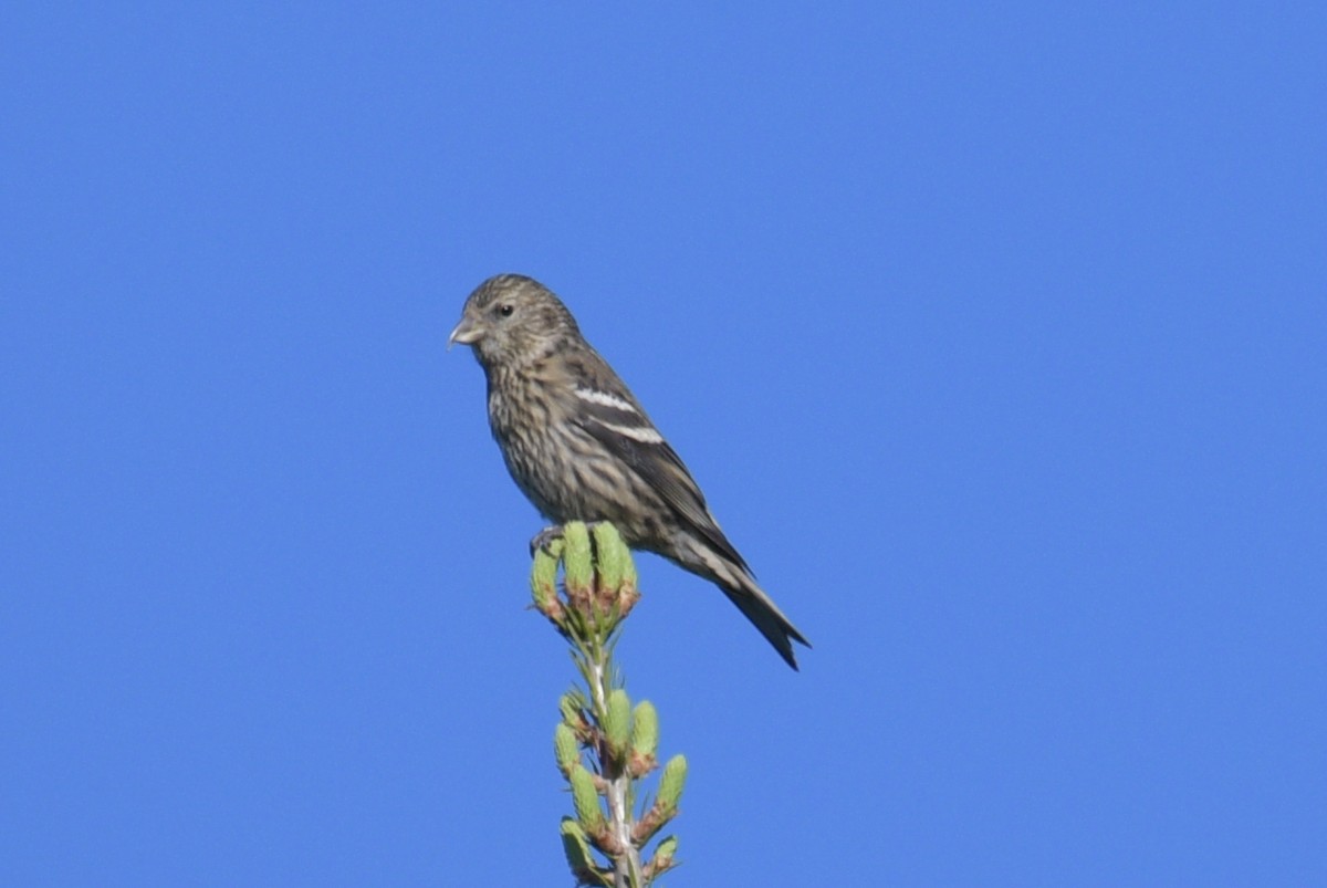 White-winged Crossbill - Alan and Debbie Dickinson