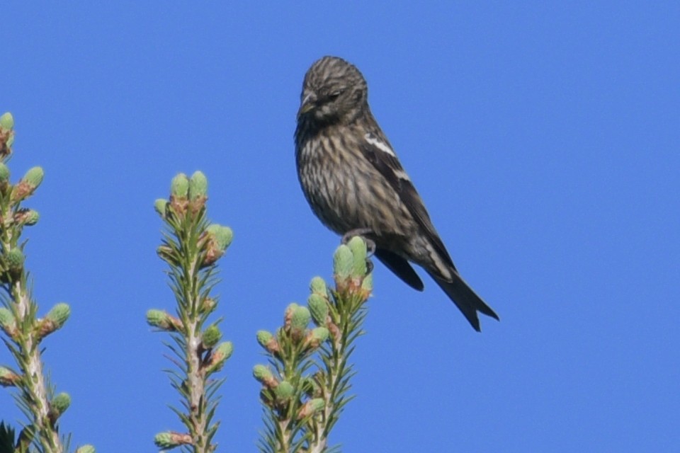 White-winged Crossbill - Alan and Debbie Dickinson