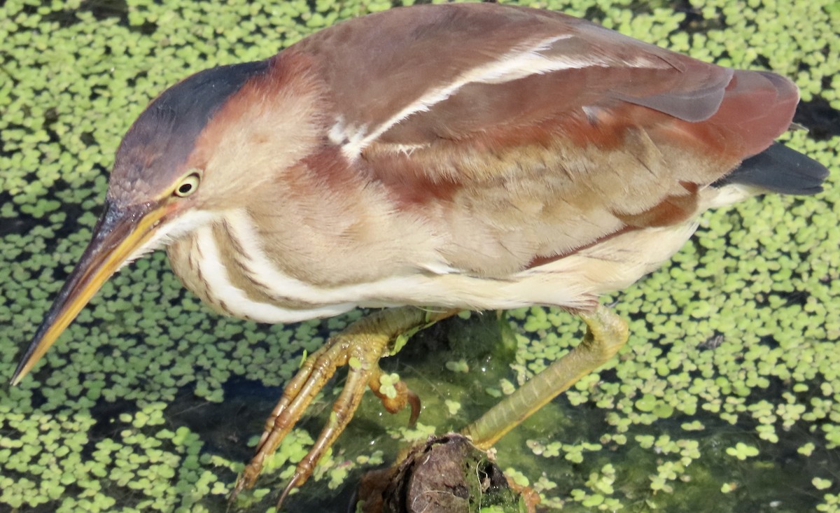 Least Bittern - Mark Domincovich