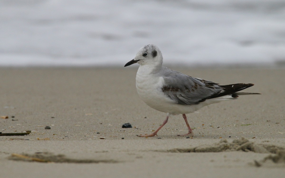 Bonaparte's Gull - Devin Griffiths