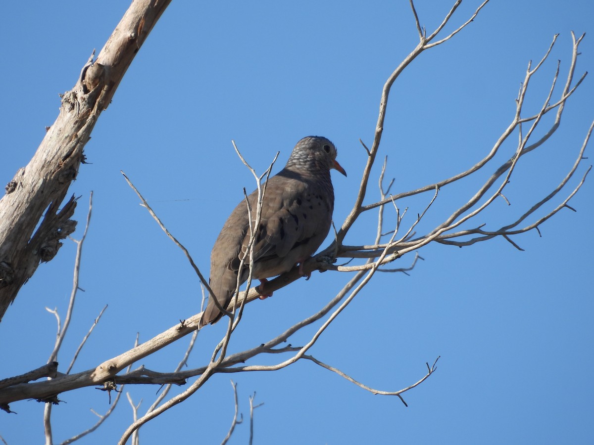 Common Ground Dove - John  Paalvast