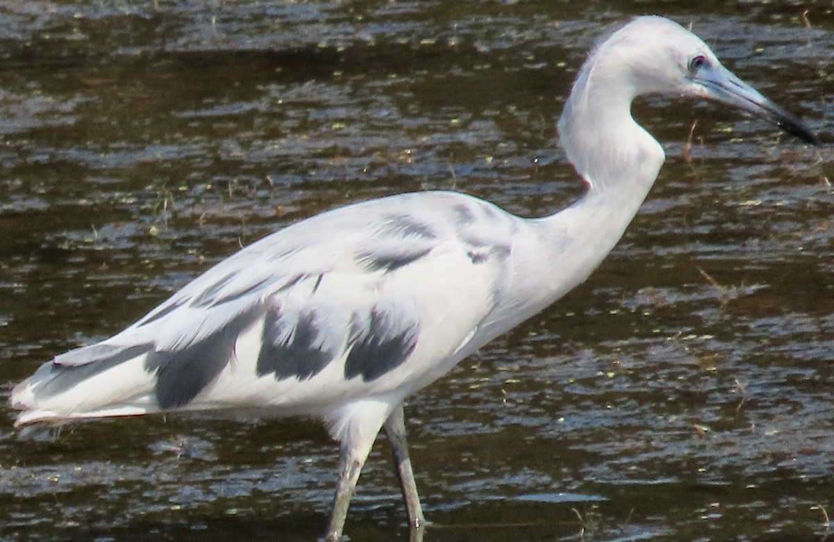 Little Blue Heron - Mark Domincovich