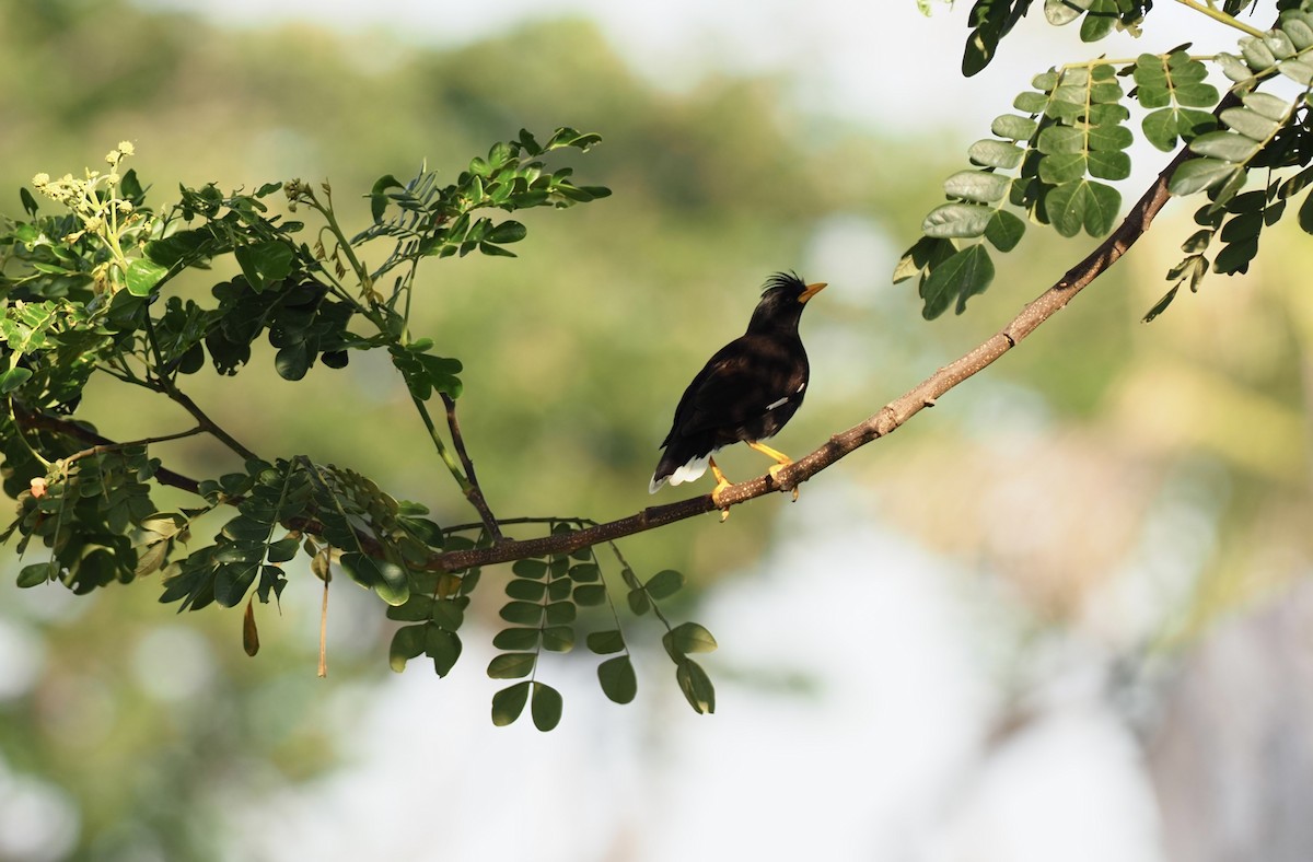 Great Myna - 芳色 林