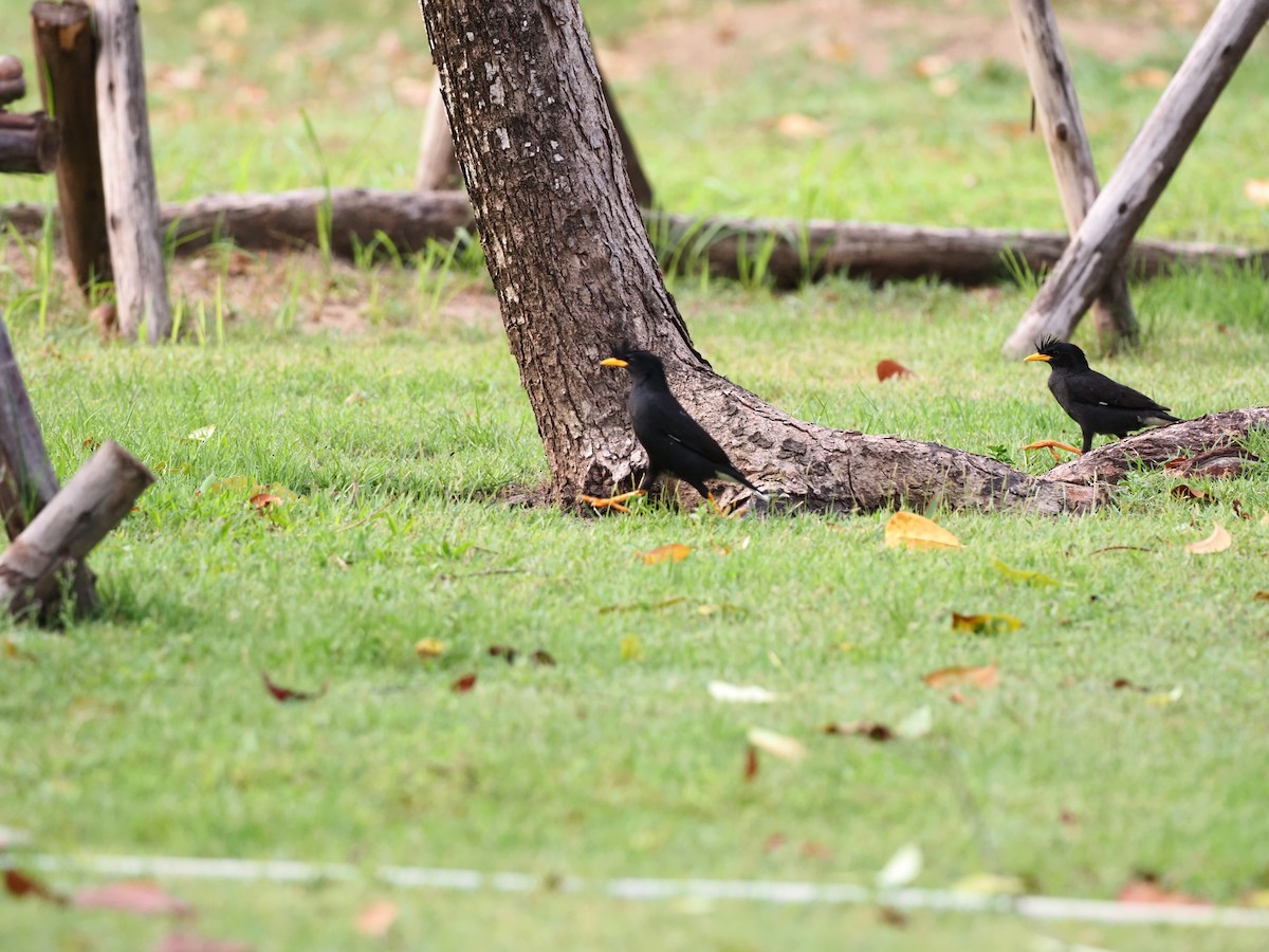 Great Myna - 芳色 林