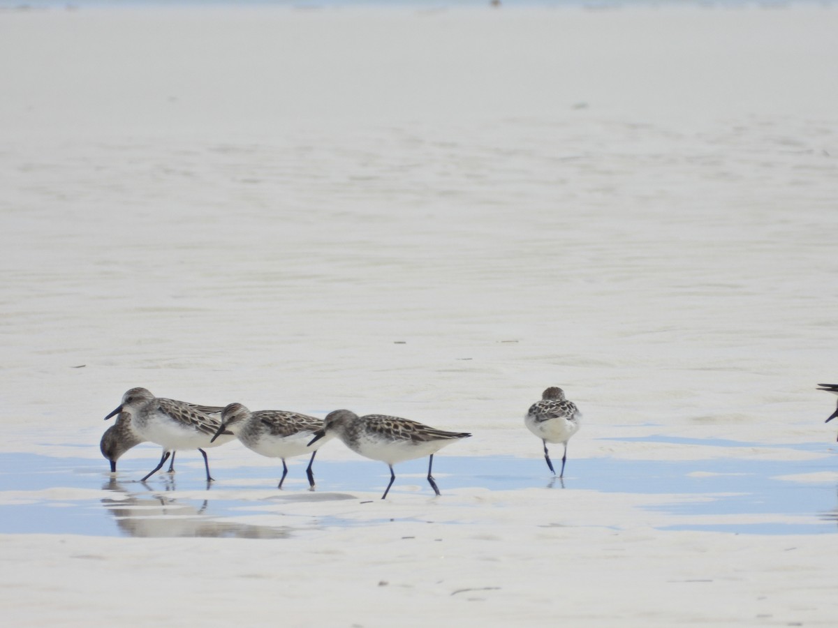 Semipalmated Sandpiper - Martha Cartwright