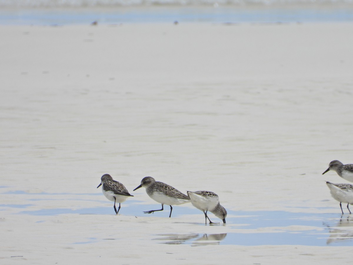 Semipalmated Sandpiper - Martha Cartwright