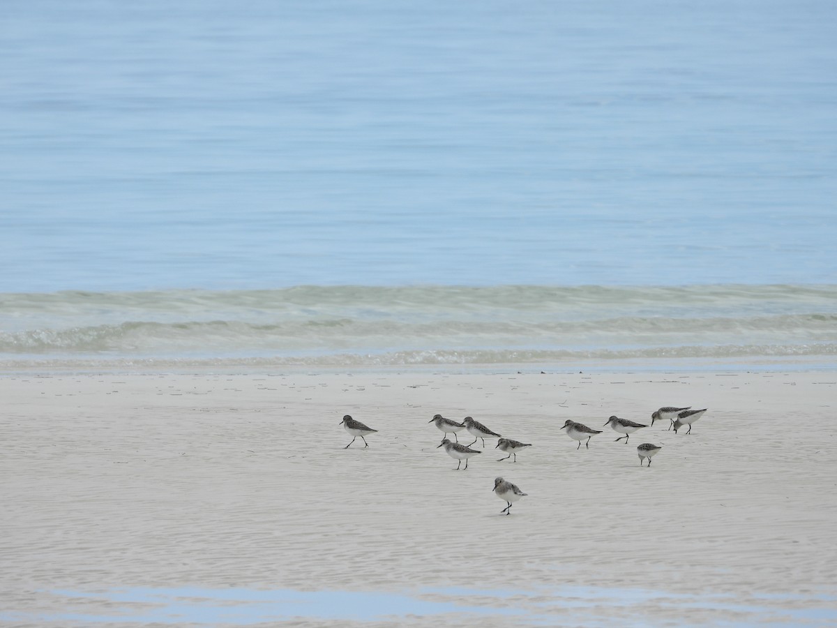 Semipalmated Sandpiper - Martha Cartwright