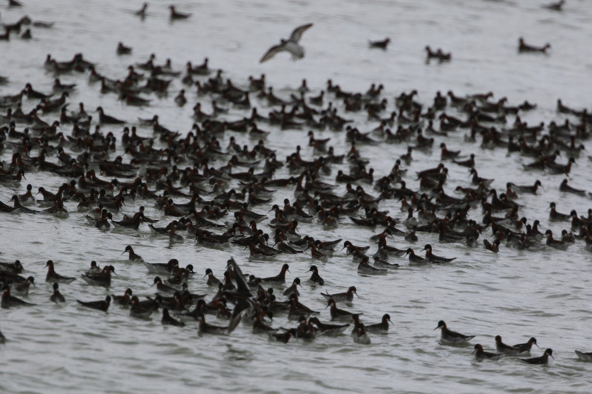 Red-necked Phalarope - ML619564629