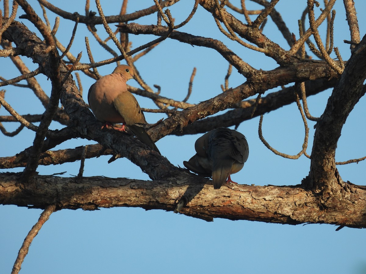 Mourning Dove - ML619564633